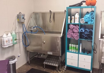 pet boarding and dog daycare in mesa, arizona