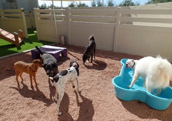 pet boarding and dog daycare in mesa, arizona