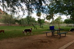Papago Dog Park Pet Friendly Dog Parks near Mesa, Arizona