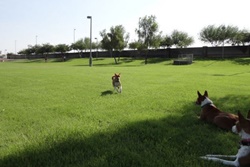 Quail Run Dog Park pet friendly dog parks in mesa Arizona